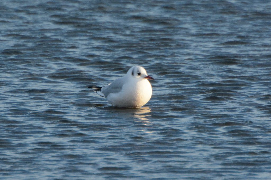 Gull, Black-headed, 2016-12274921 Chincoteague NWR, VA.JPG - Black-headed Gull. Chincoteague National Wildlife Refuge, VA, 12-27-2016